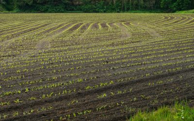 Notre plantation
